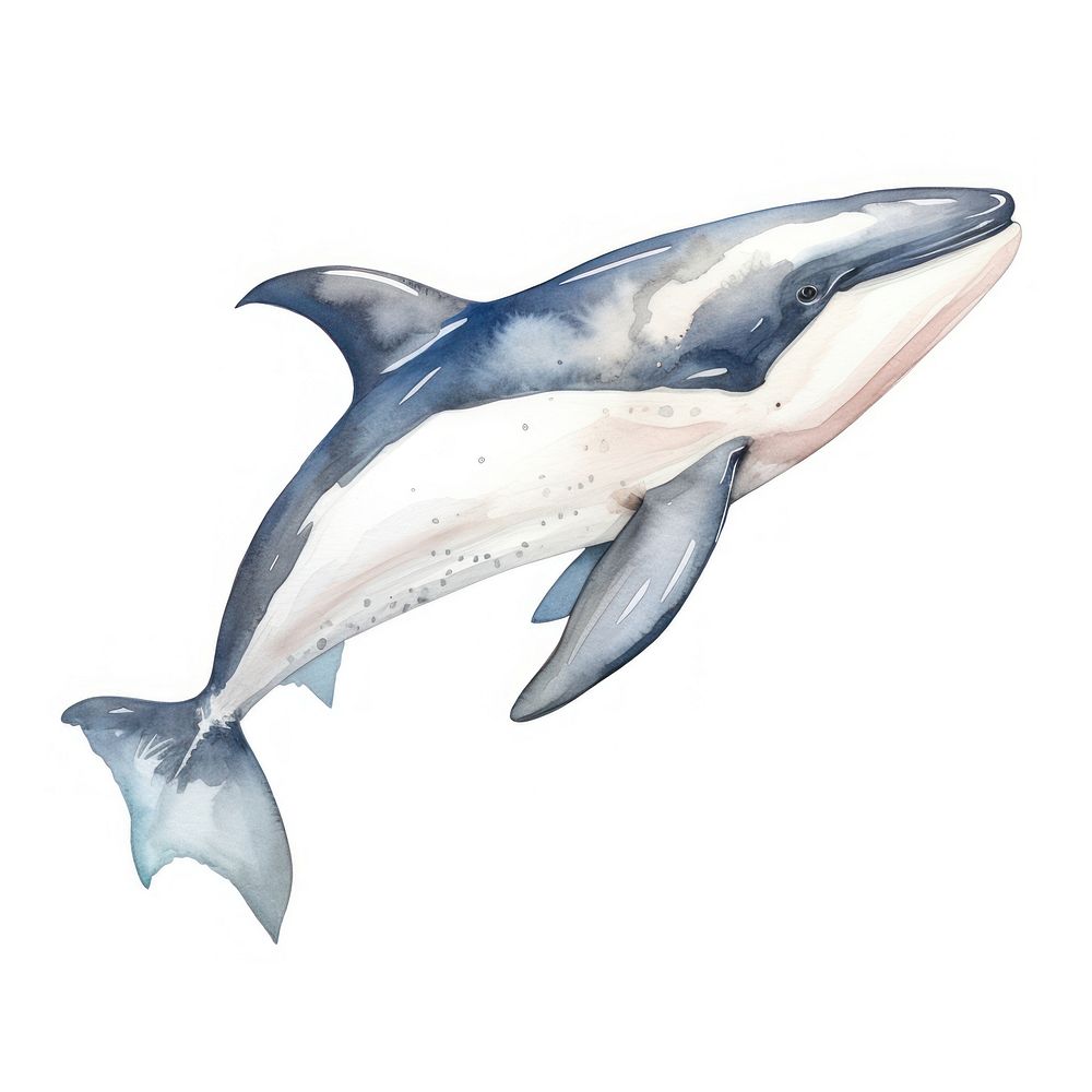 Orca Whale dolphin animal mammal. AI generated Image by rawpixel.
