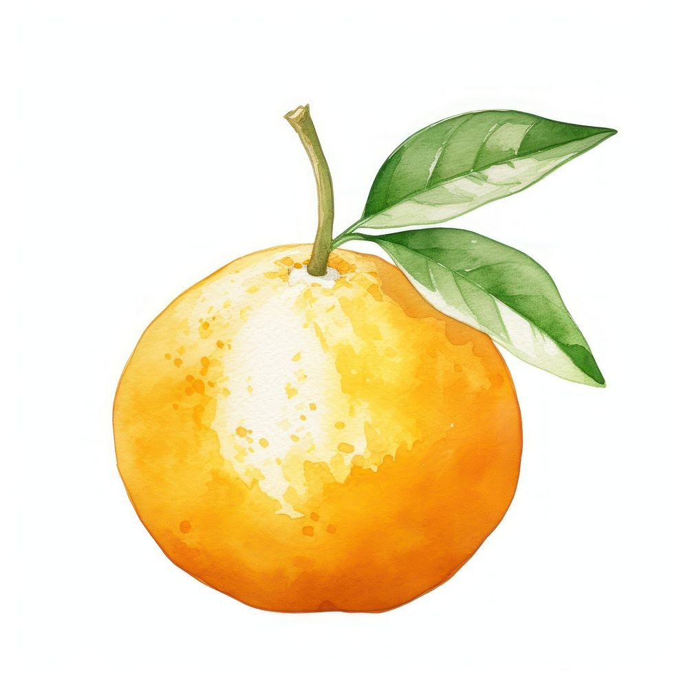 Orange clementine fruit plant.