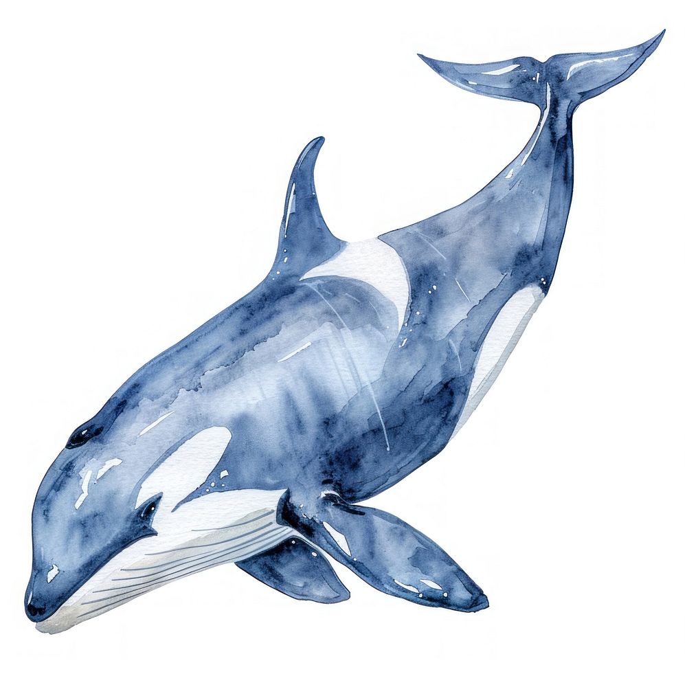 Killer Whale whale animal mammal.