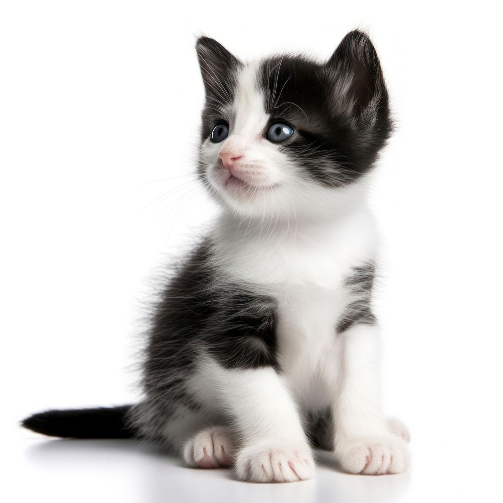 Cute black and white kitten animal mammal cute.