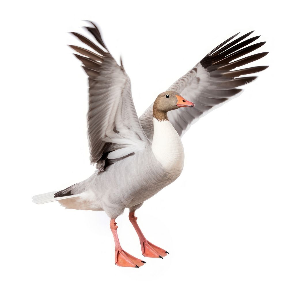 Goose animal flying bird.