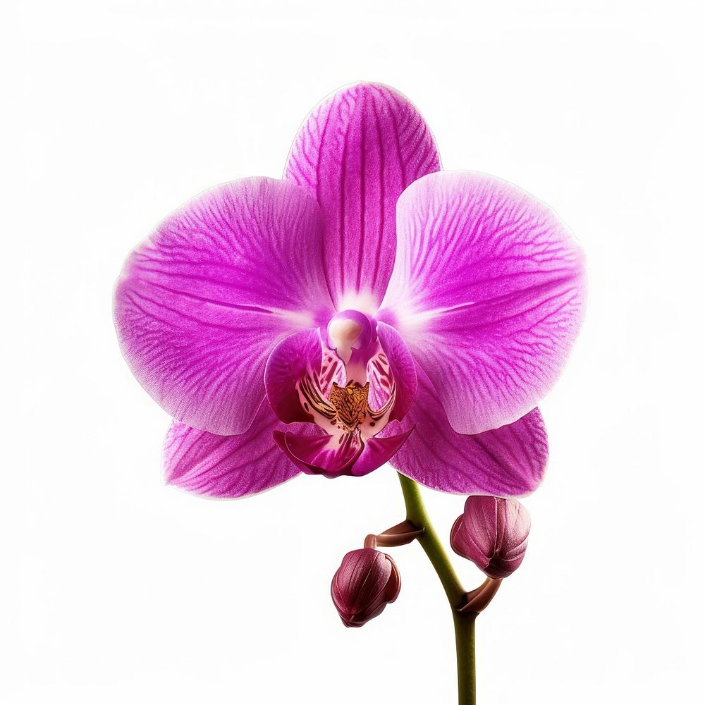 Purple orchid bloom blossom flower petal.