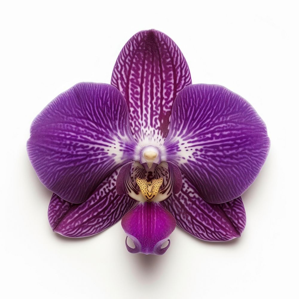 Purple orchid bloom flower petal plant.