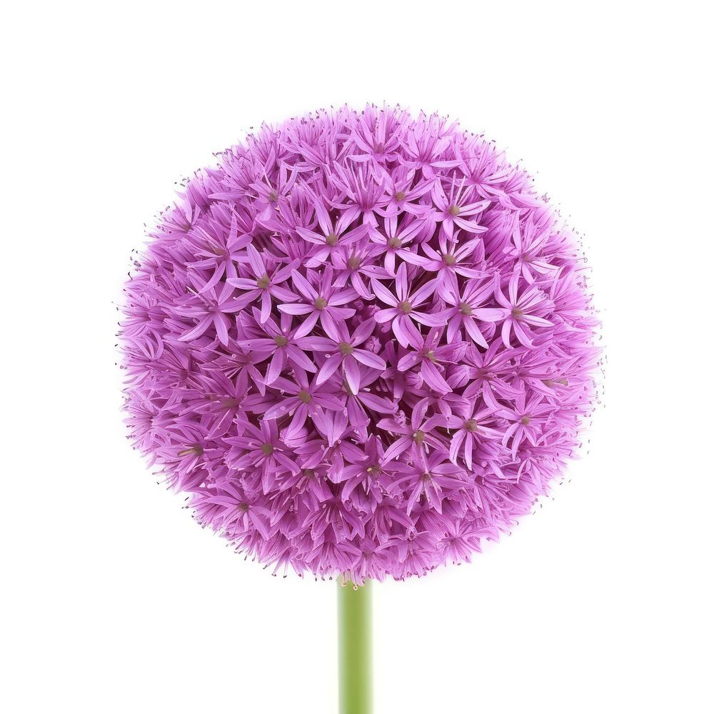 Allium flower purple plant. | Premium Photo - rawpixel
