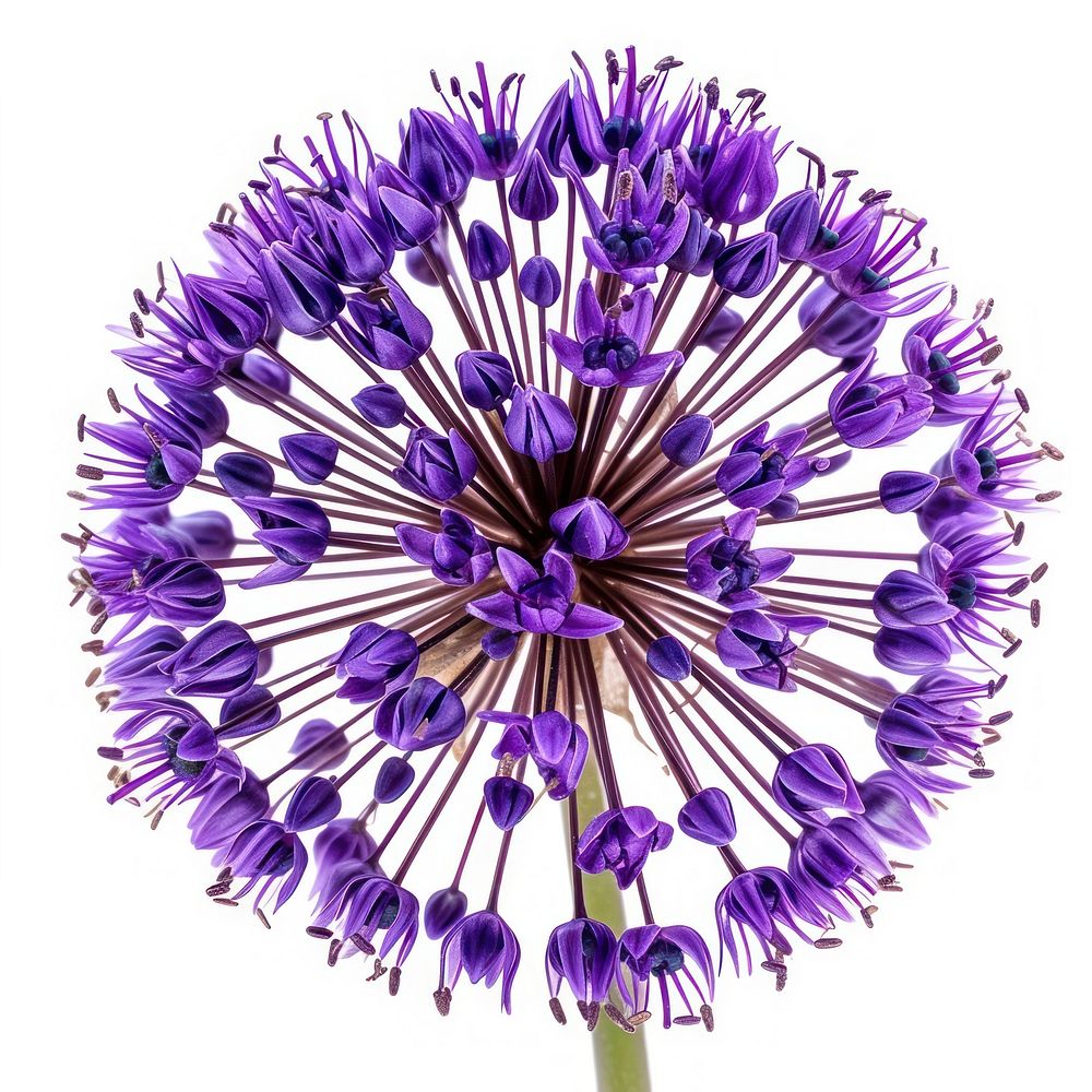 Allium flower purple plant.