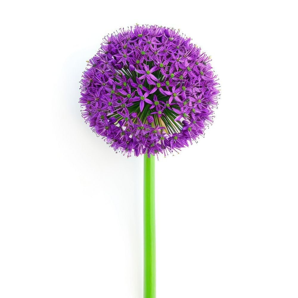Allium Plant