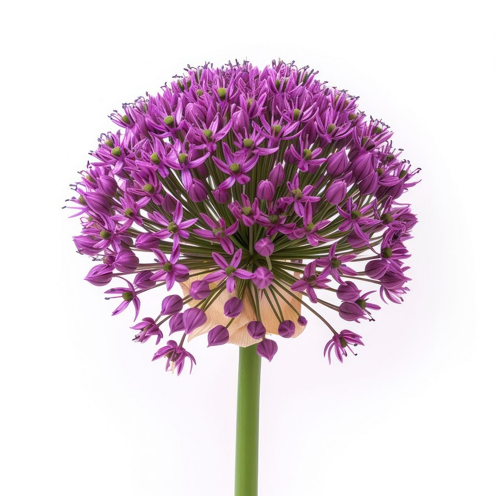 Allium flower purple plant.