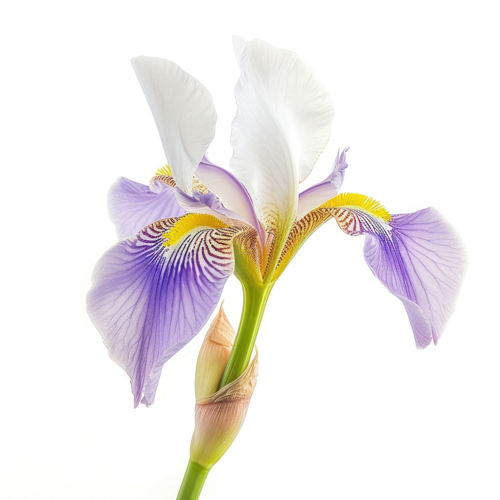 Iris bloom blossom flower purple.
