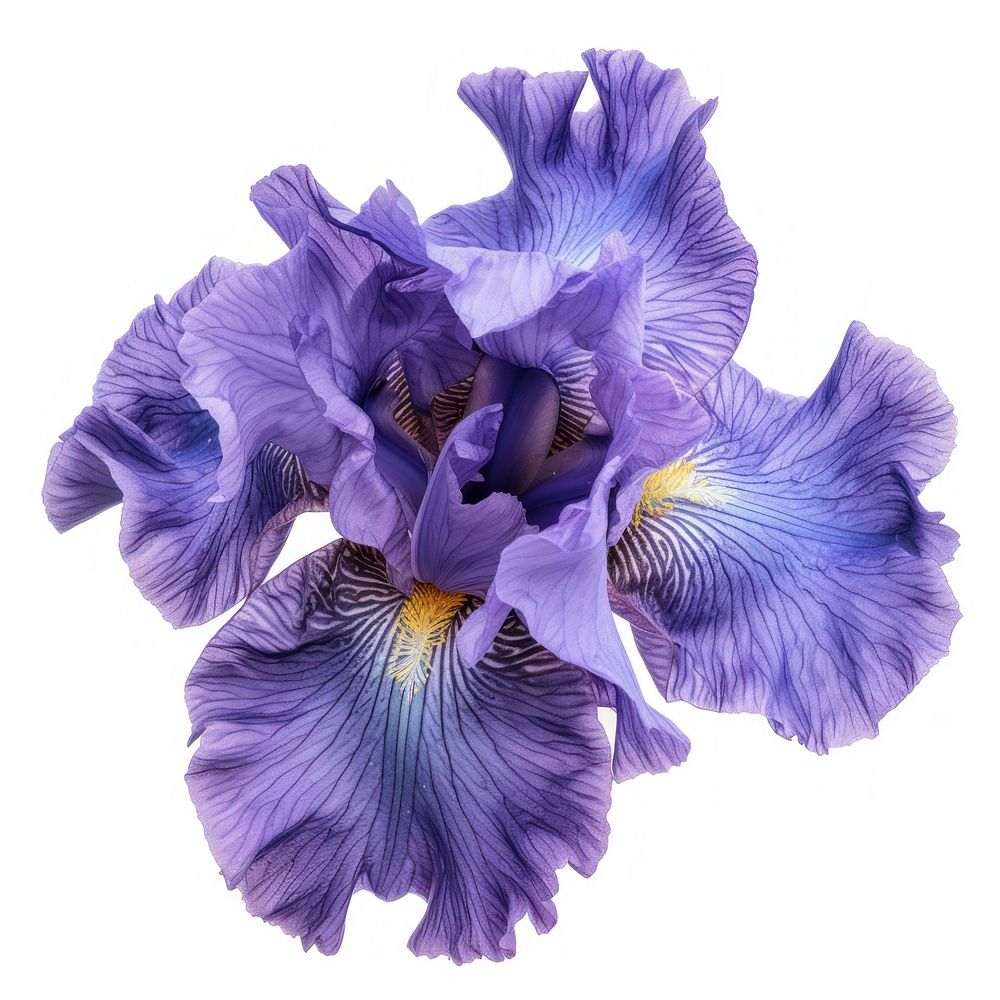 Iris bloom blossom flower petal.