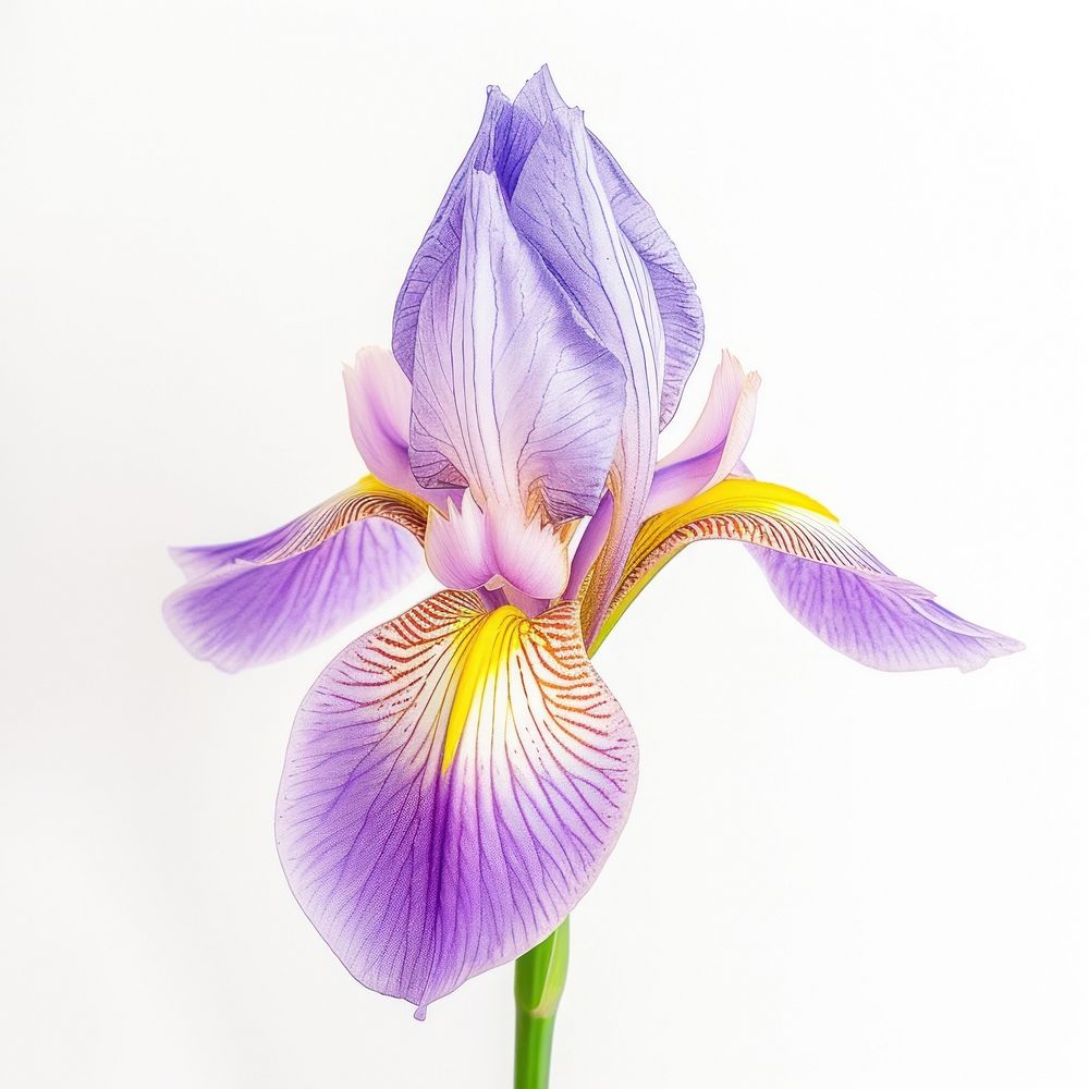 Iris blossom flower purple.