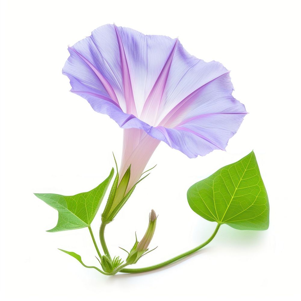 Morning glory boque flower petal | Premium Photo - rawpixel