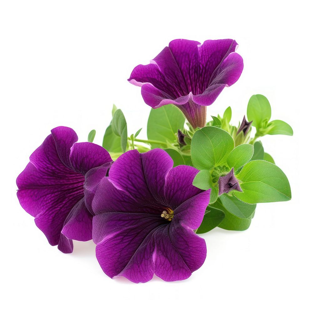 Petunia boque flower purple petal.
