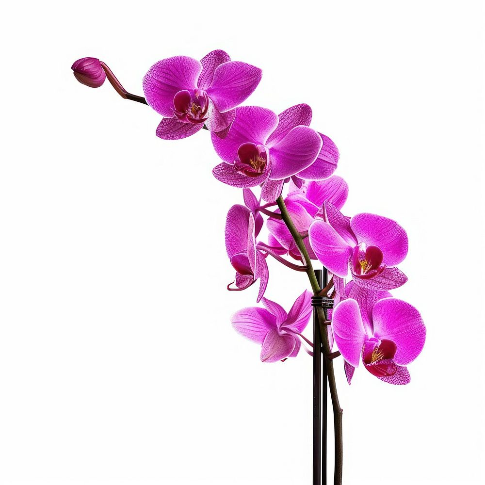 Purple orchid boque blossom flower petal.
