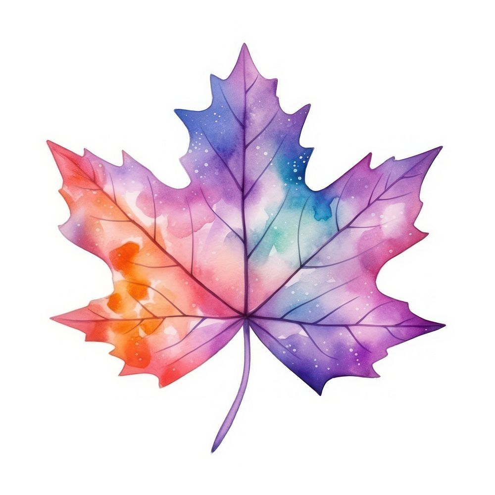 Mapleleaf in Watercolor style plant tree white background.