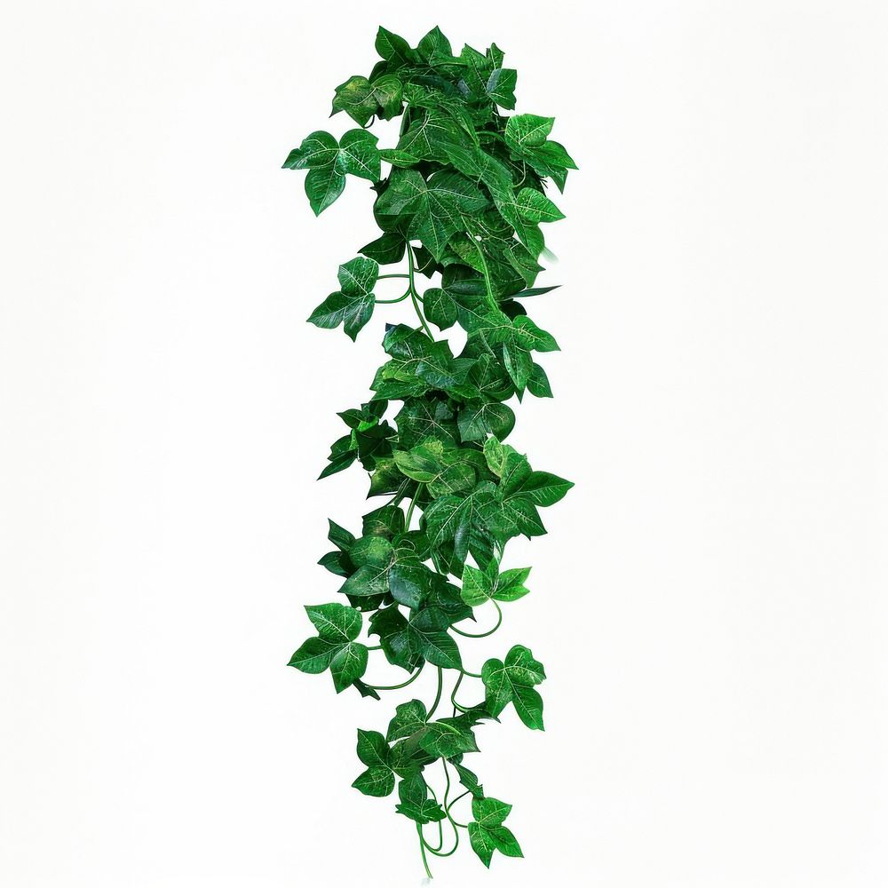 Green plant leaf vine ivy.