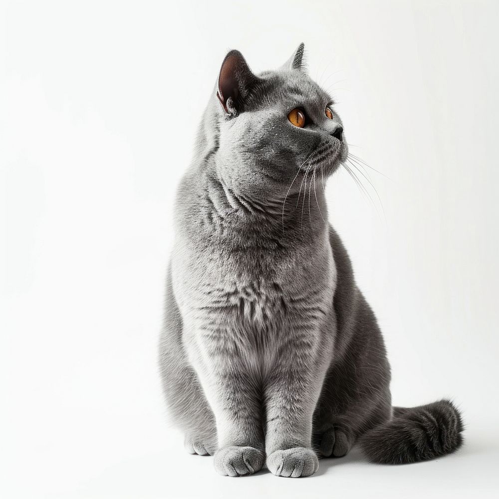 British shorthair cat light gray green pet animal.