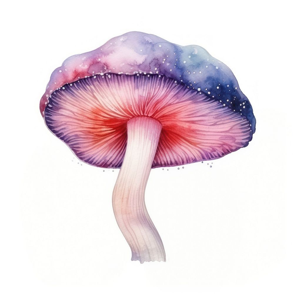 Mushroom in Watercolor style fungus agaric white background.
