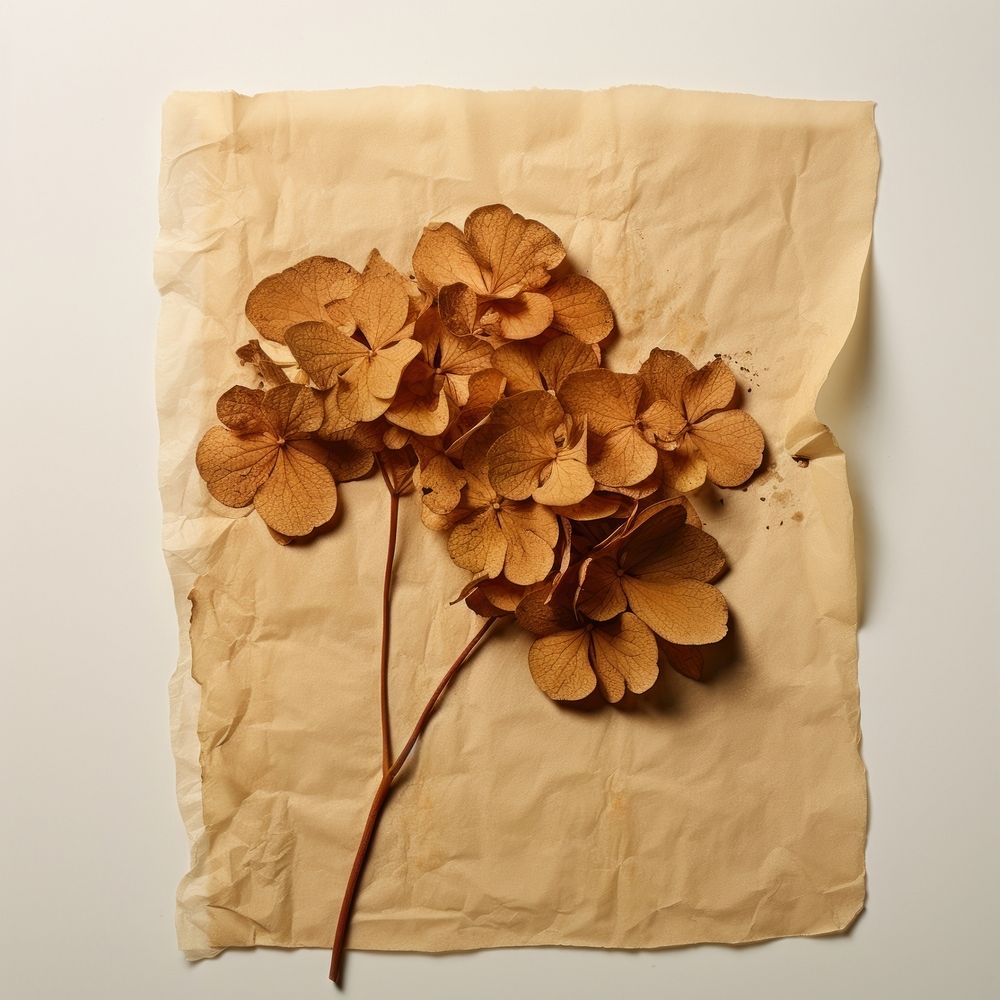 Real Pressed a hortensia paper flower plant.
