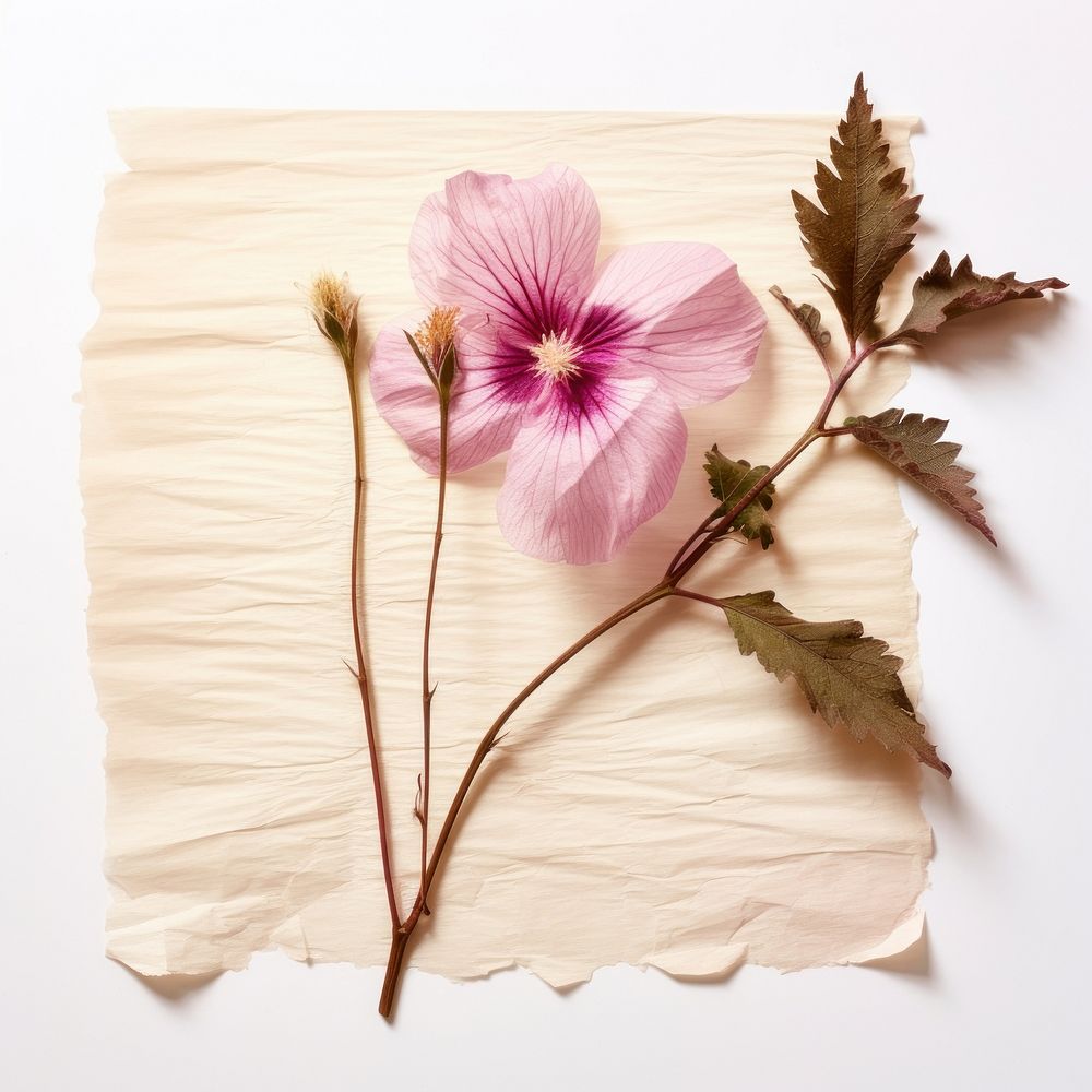 Real Pressed a rose of sharon flower petal plant.