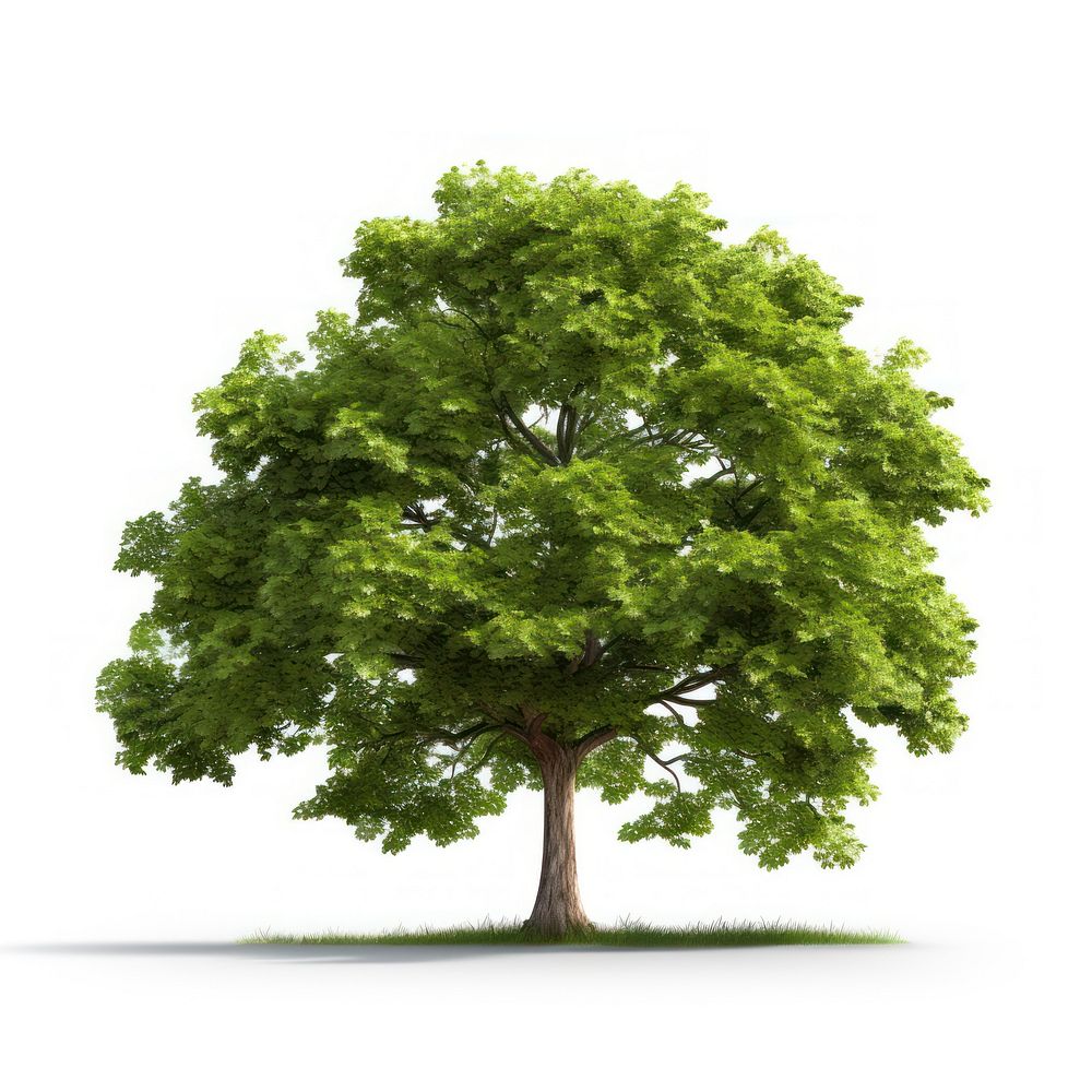  Tree plant white background tranquility. AI generated Image by rawpixel.