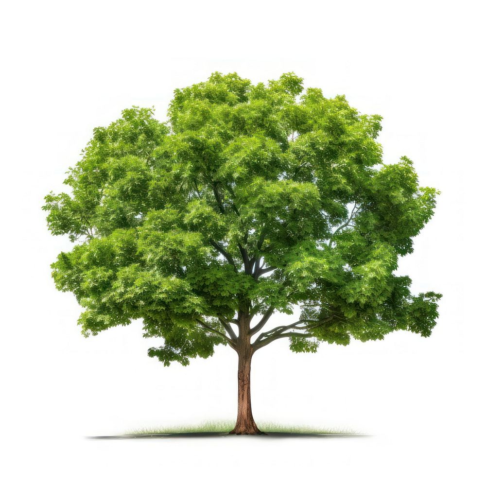  Tree plant white background tranquility. AI generated Image by rawpixel.