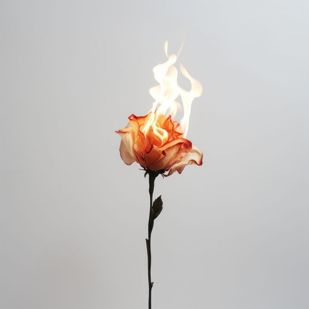 Burning rose flower fire burning light.