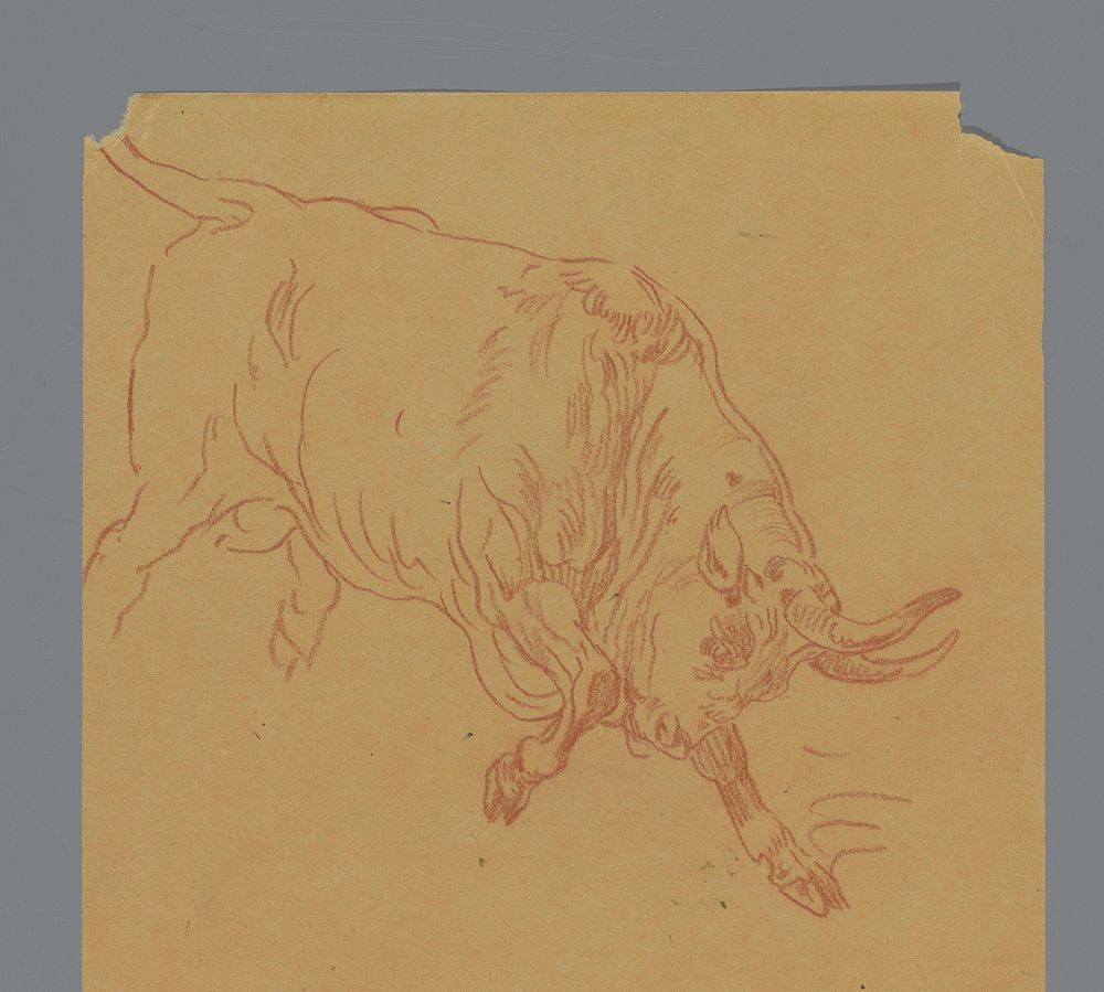 Stier (c. 1880 - c. 1900) by anonymous