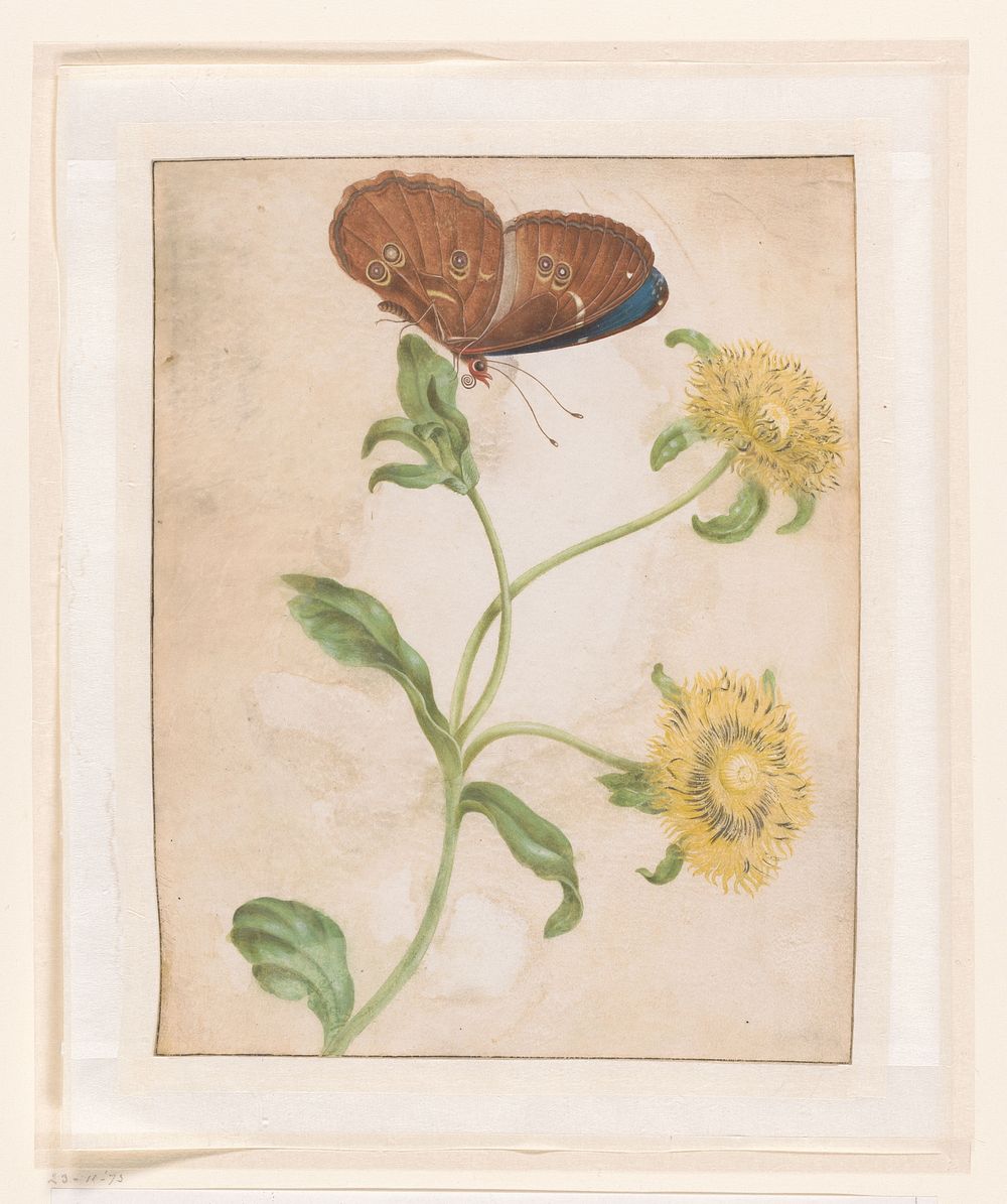 Blue Morpho Butterfly on a Yellow Flower (1696) by Maria Sibylla Merian