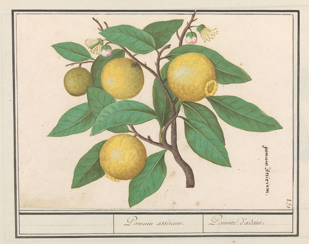 Citroen (Citrus limon) (1596 - 1610) by Anselmus Boëtius de Boodt and Elias Verhulst