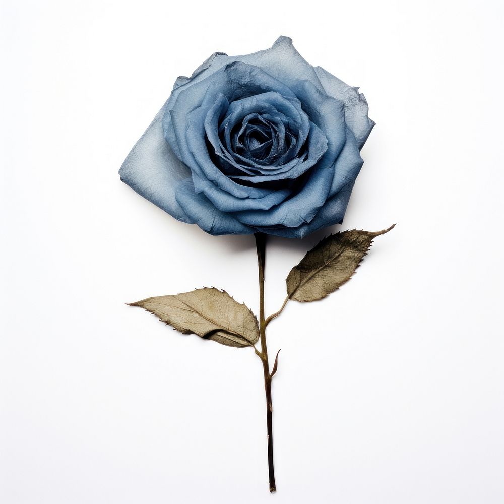 Blue rose flower petal plant.