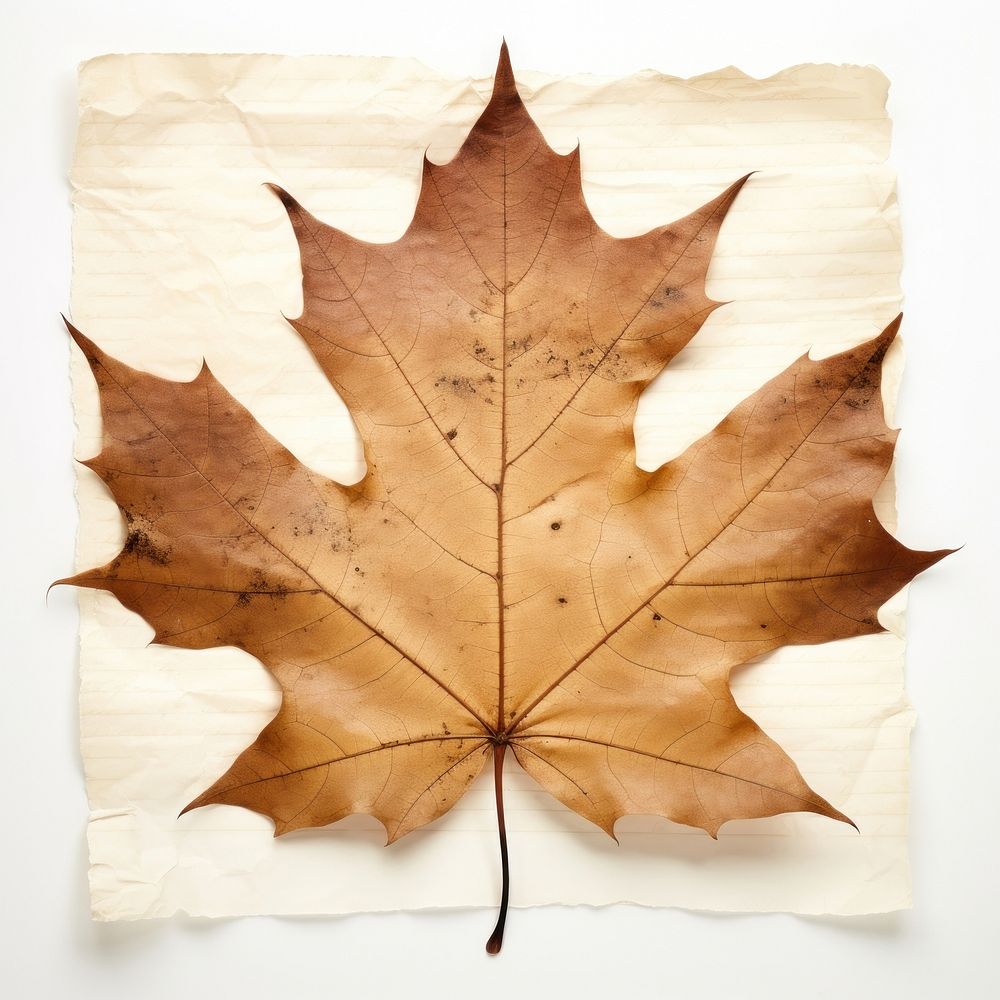 Real Pressed a maple leaf leaves plant paper.