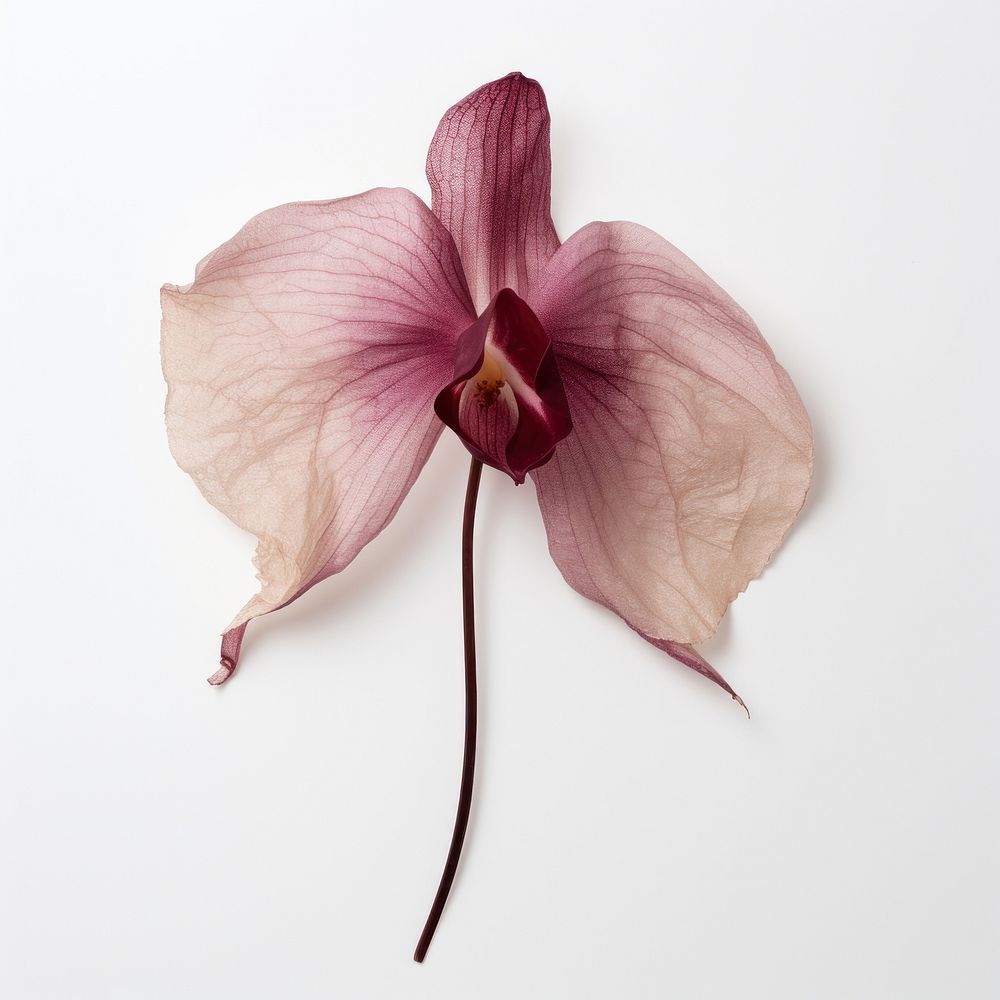Flower orchid petal plant.