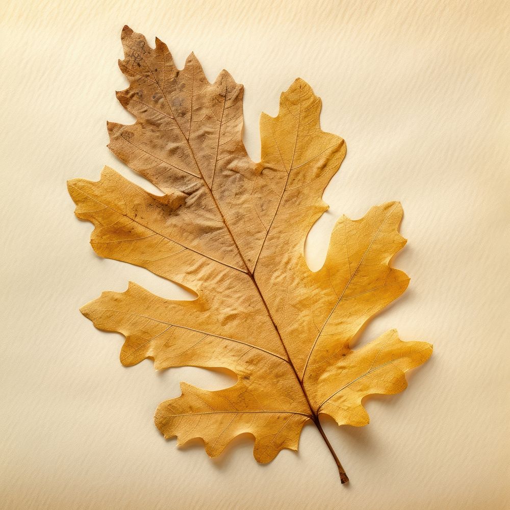 Real Pressed a yellow oak leaf backgrounds textured leaves.