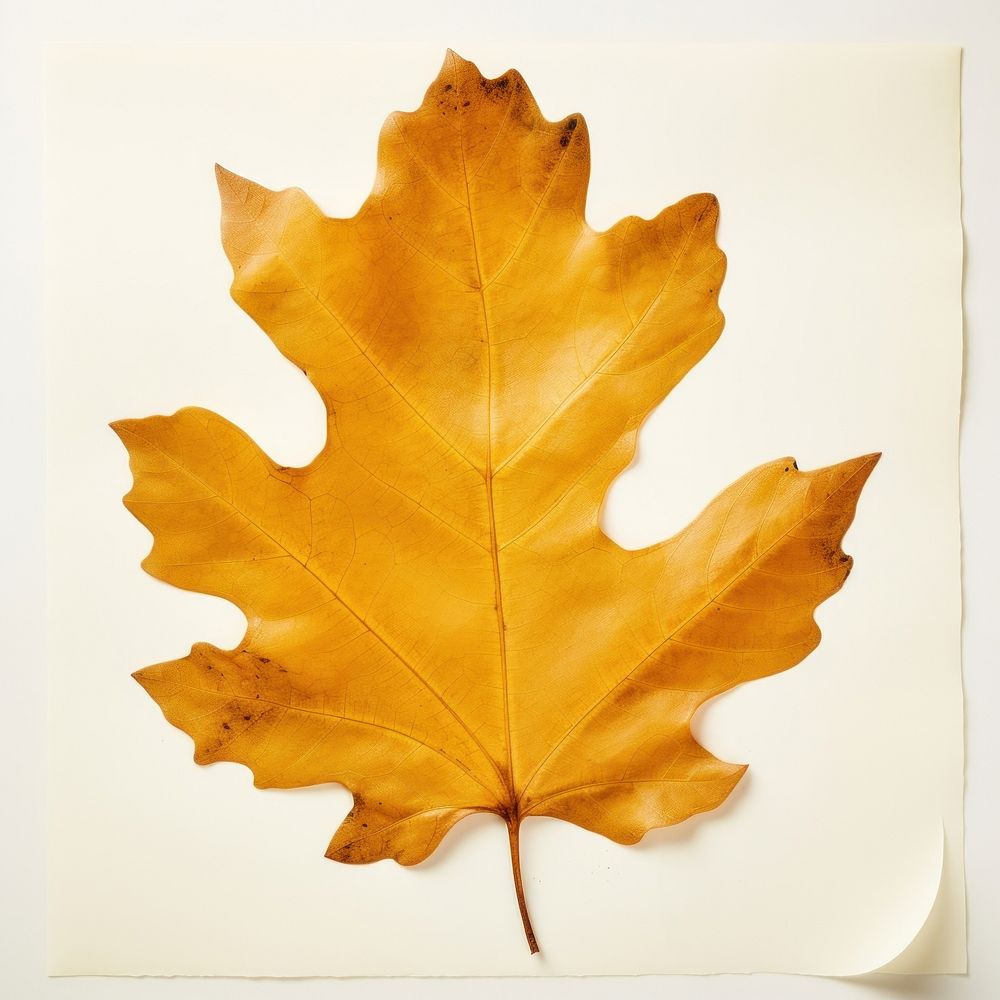 Real Pressed a yellow oak leaf leaves plant paper.