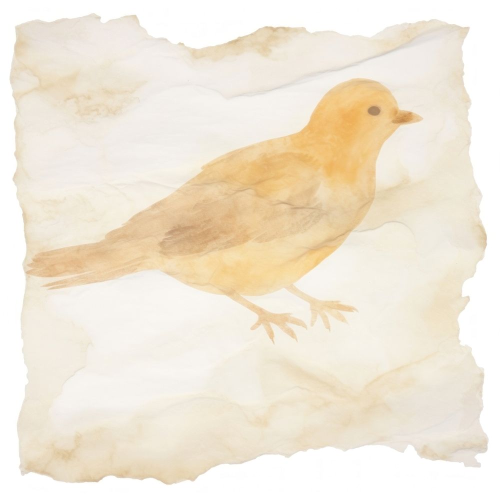 Bird marble ripped paper animal canary white background.