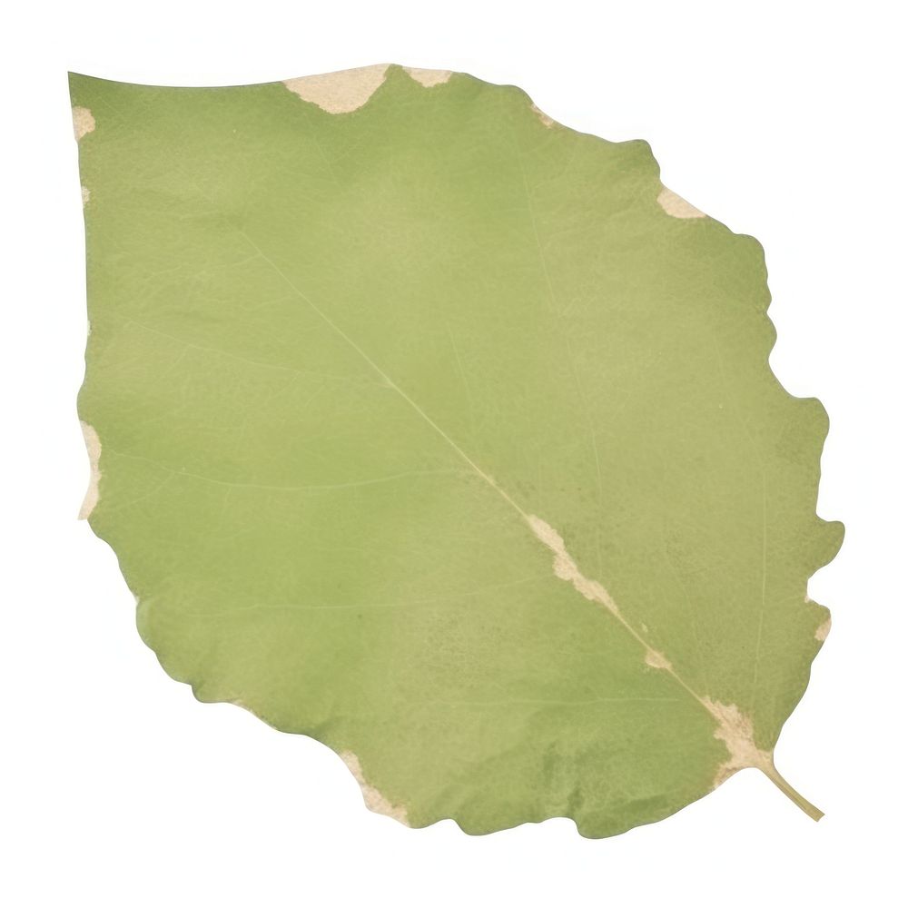 Leaf shape ripped paper plant green tree.