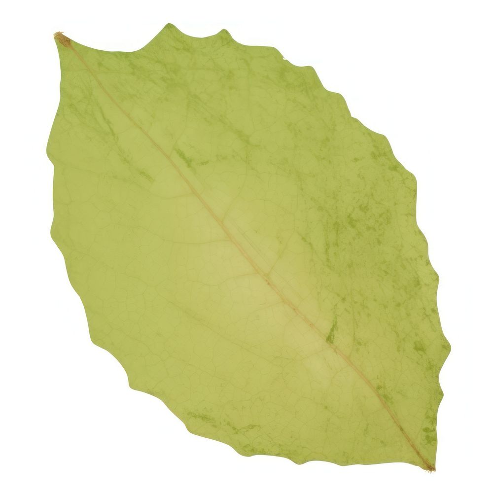 Leaf shape ripped paper plant green white background.