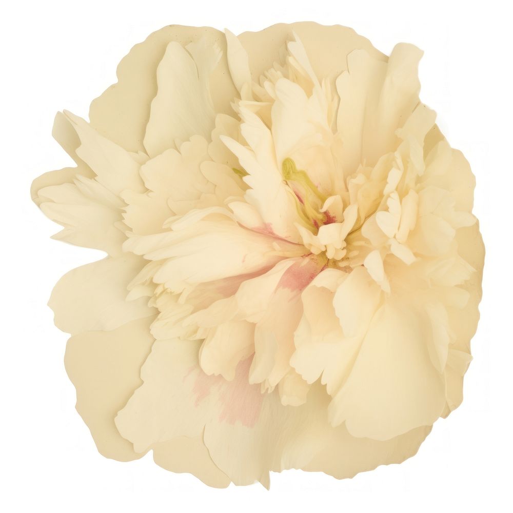 Peony shape ripped paper flower plant white.