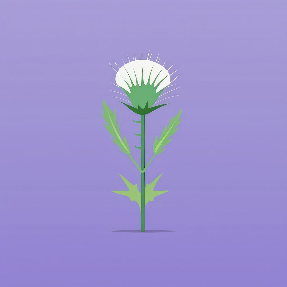 Thistle flower plant daisy.