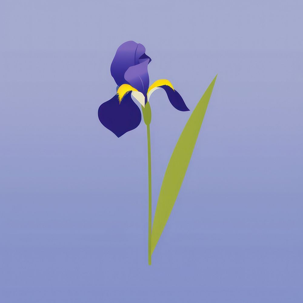 Bearded iris flower purple petal.