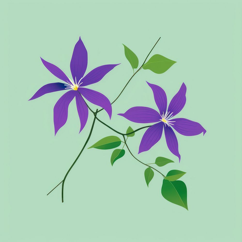 Clematis graphics flower purple.