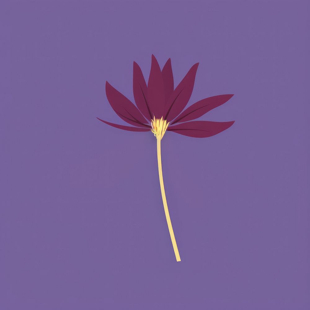 Pasque flower purple petal plant.