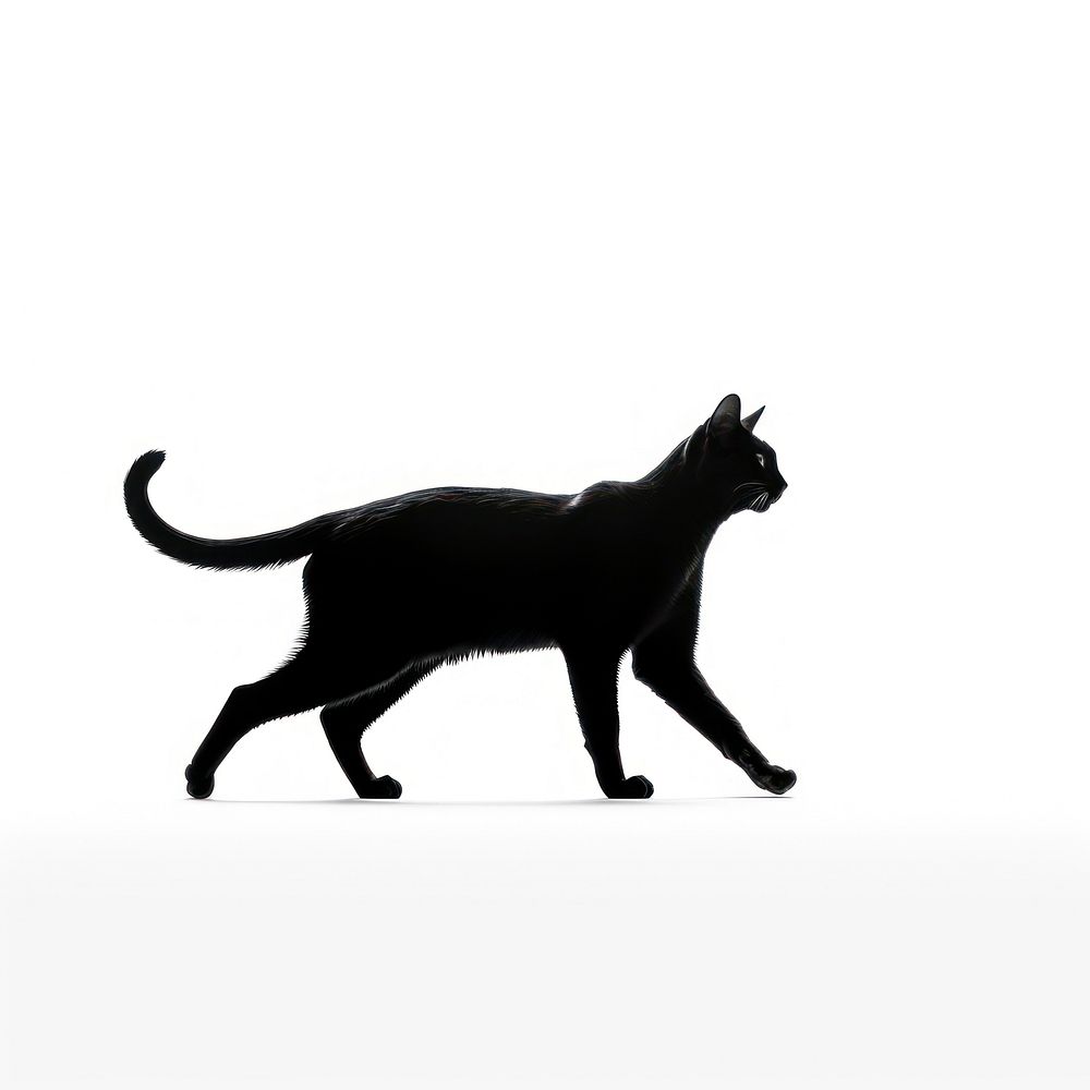 Cat walk silhouette mammal animal pet.