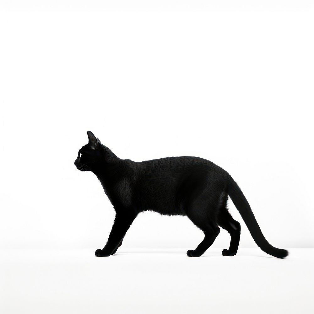 Cat walk silhouette animal mammal pet.
