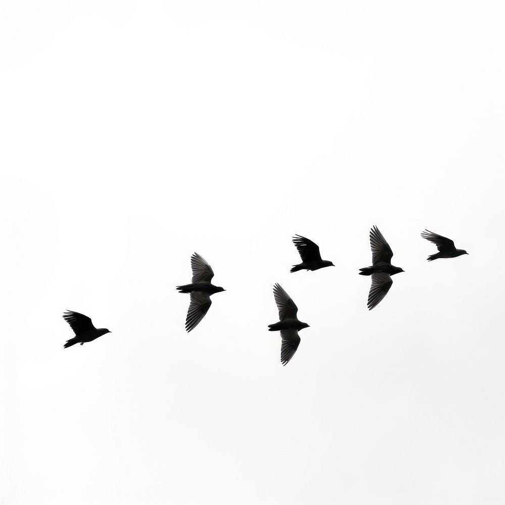 Birds flying silhouette animal flock white.