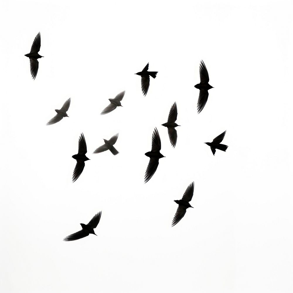 Birds flying silhouette animal flock monochrome.
