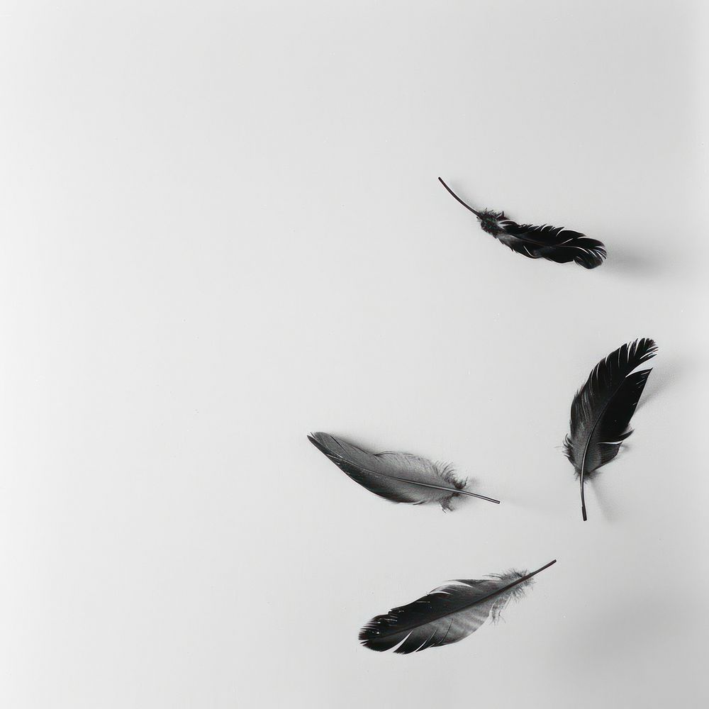 Floating feathers animal flying white.
