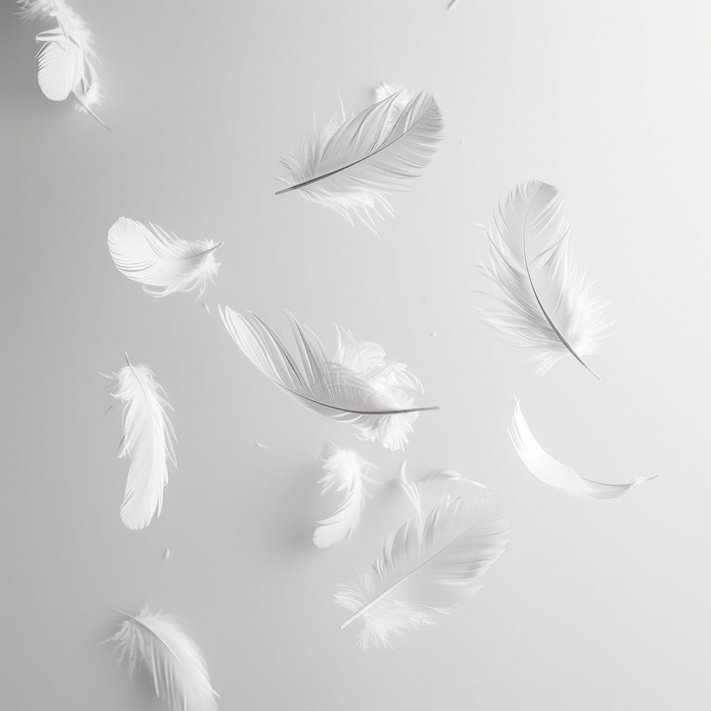 Floating feathers white backgrounds lightweight.