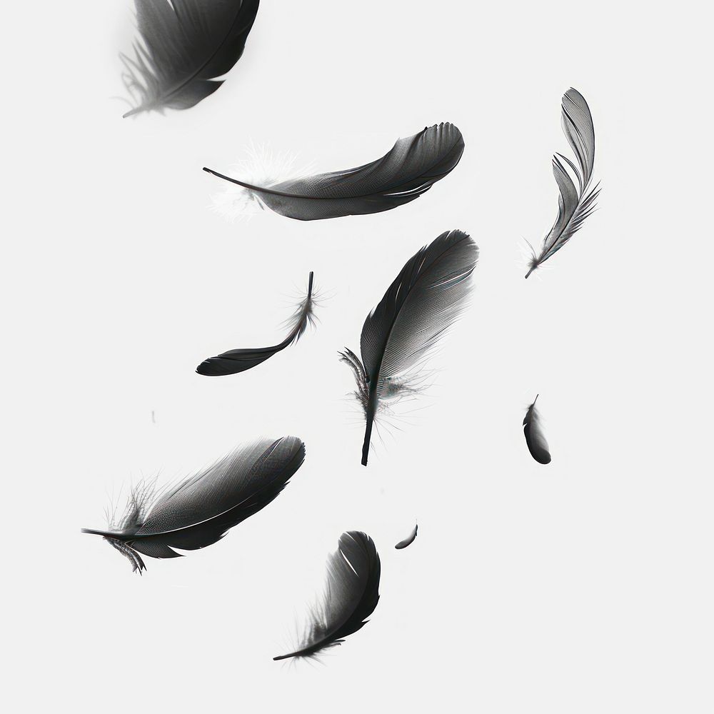 Floating feathers drawing sketch lightweight.