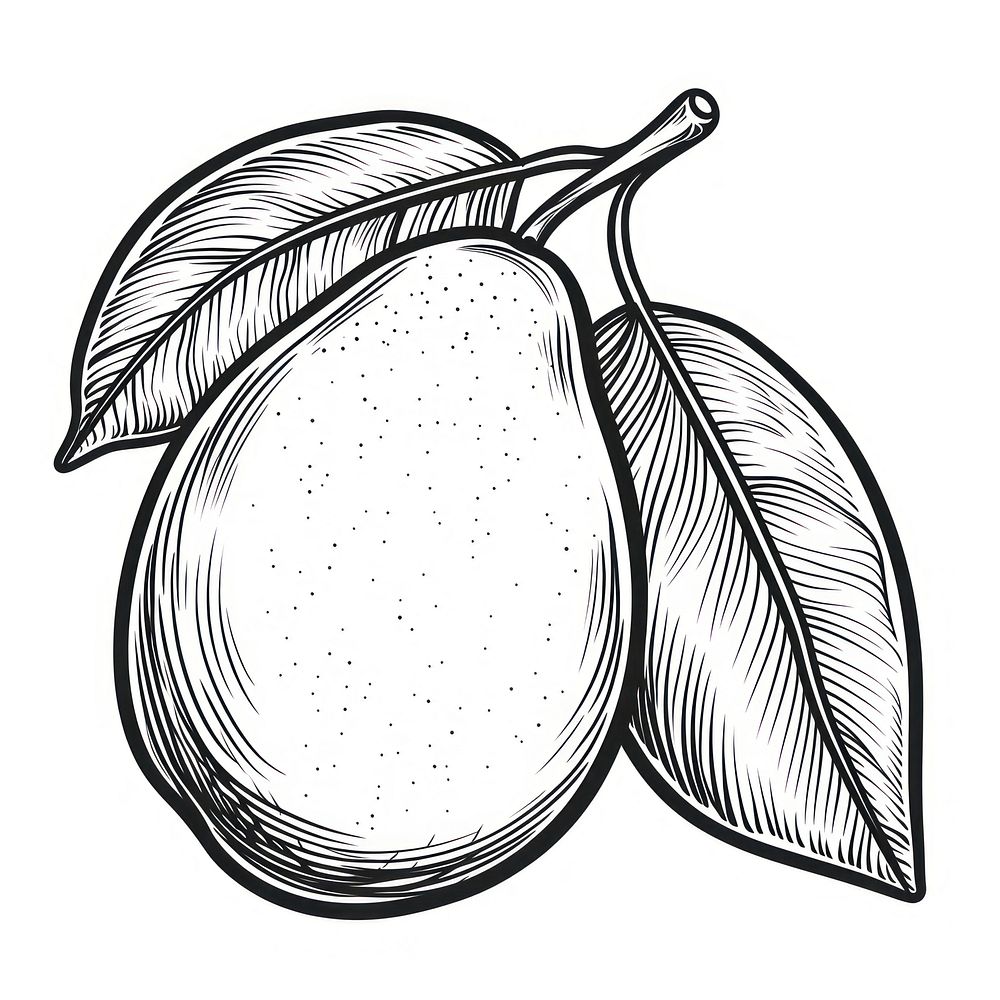 Mango outline sketch drawing fruit plant.